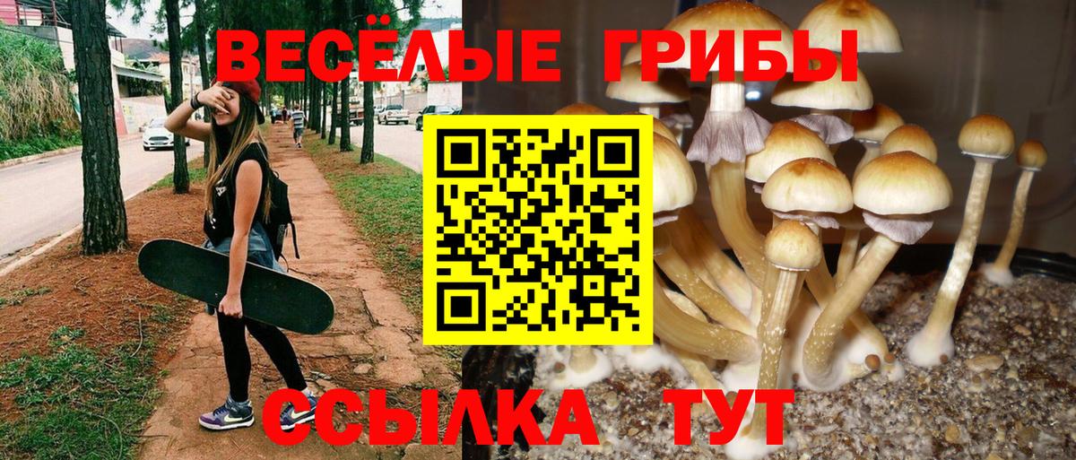 Псилоцибиновые грибы Cubensis Ленинск-Кузнецкий